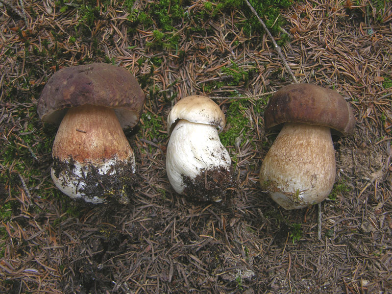 Quando c''�......il barbatrucco.....